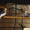 さらに保護インコ。家族が増えました。