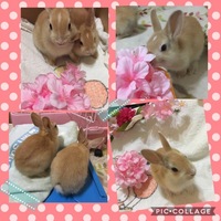 チョコとラテの子供