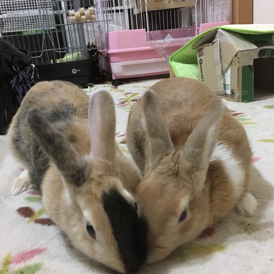 チョコとラテの子供のカバー写真