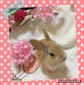 赤ちゃんうさぎ交渉中