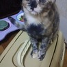 とっても人懐こいサビの女の子です サムネイル2
