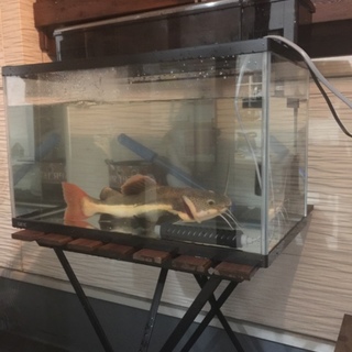 レッドテールキャット