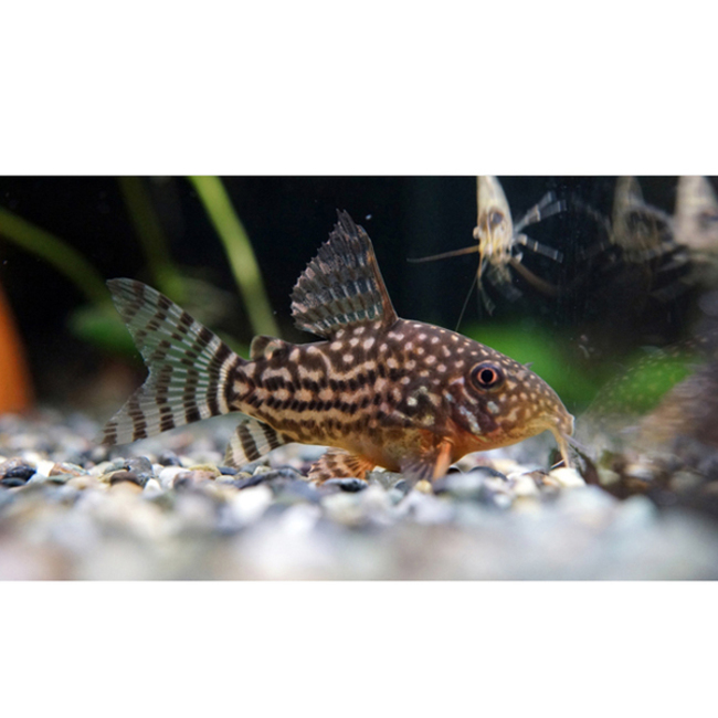 トリドラスのカバー写真