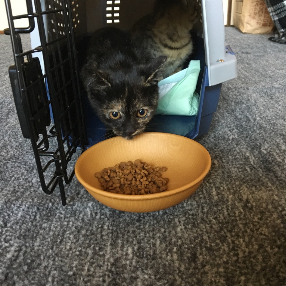 グレッチェンのカバー写真