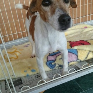 家族の一員として生涯大事にして頂ける方m(._.)