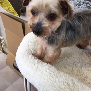 この子を温かい家族に迎えてください