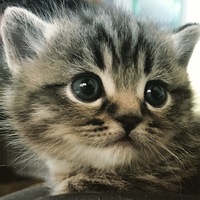 ジンファンデル