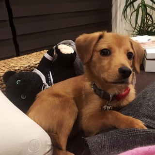 ☆お見合い決定☆フランク☆利口な男の子☆子犬