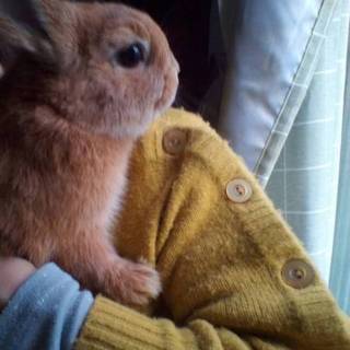 だいちゃんの新しいお家が決まりました