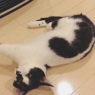 白黒男の子、1歳1ヶ月です。