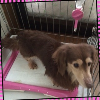 甘えんぼうのダックス