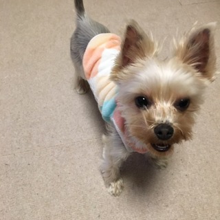 小さめヨーキー