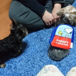 大体同じ大きさ？