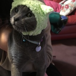 猫なのにヒツジさん