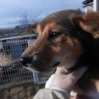 歌舞伎のくまどりの様な毛色がりりしい、いくら君♪