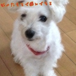 「元気だよ～はるからのメッセージ」サムネイル2