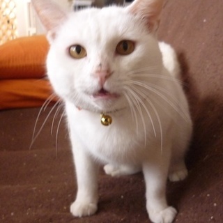 おっとりマイペースなロミオくん里親さま大募集☆