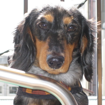 ご主人様～生ハム食べたいなぁ～