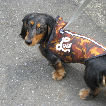 専属のドッグテーラーが作ってくれたアニマル柄のフードつきウェアです。