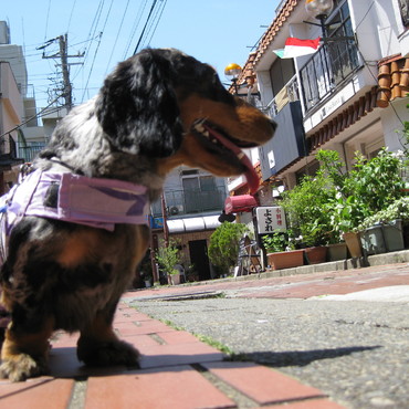 オリジナルアロハウェアで散歩です。