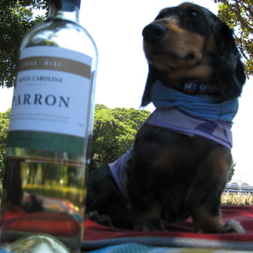 僕のご主人様はワインが大好き！！