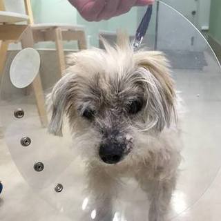 沖縄からモカちゃん参上！癒されワンコです。