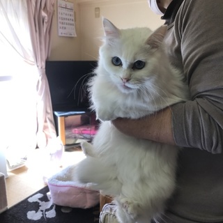 真っ白長毛の女の子