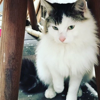 とっても人懐っこい子です！