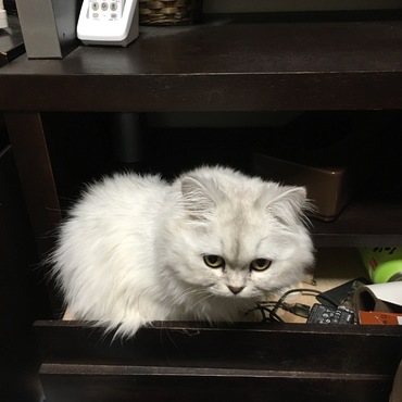 自分で引き出しを開けて中に(〃ω〃)