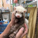 フェレット(バタースコッチ)