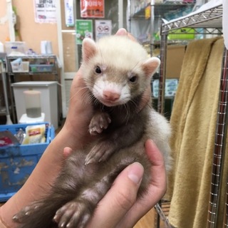 フェレット(バタースコッチ)