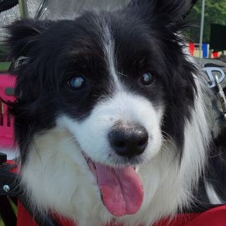 穏やかなボーダーコリーシニア♀　ラン