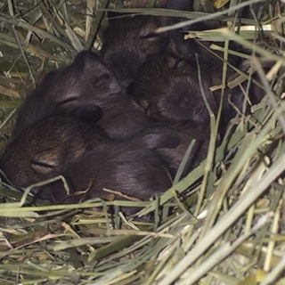 ノーマルデグーさんの里親様募集