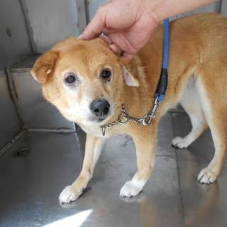 殺処分対象です