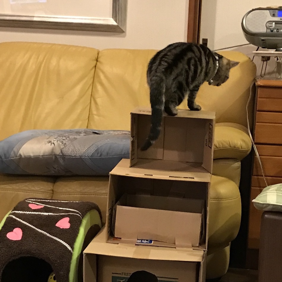 ももちゃんのカバー写真