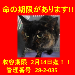 里親決定！！お迎えありがとうございました(^^♪