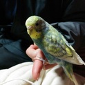 セキセイインコ　メス　生後約半年