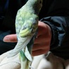 セキセイインコ　メス　生後約半年 サムネイル3