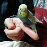 セキセイインコ　メス　生後約半年 サムネイル4