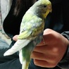 セキセイインコ　メス　生後約半年 サムネイル5