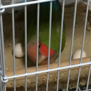 サク、二個目出産