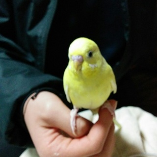 セキセイインコ　オス　生後約半年