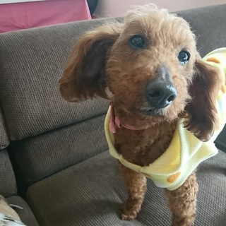 熟女だけどまだまだ元気あずきちゃん！