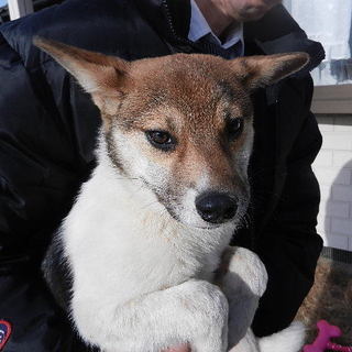 人馴れ途中プリオ君！優しいイケメン