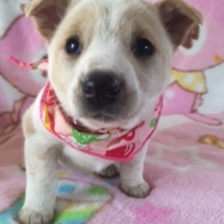 一番小さい薄茶色の女の子