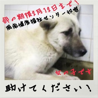 誰か助けて！命を救って！時間がありません！