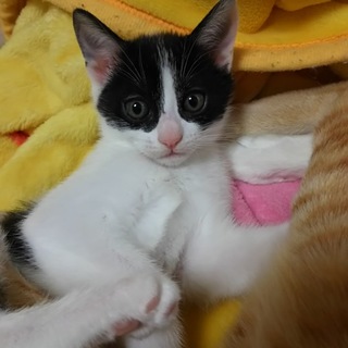 スコティッシュをお婆ちゃんに持つハチワレ子猫