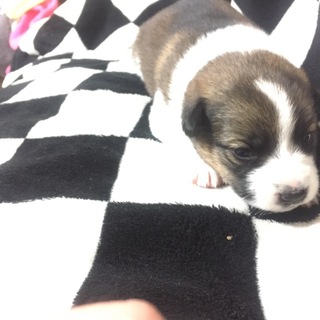 雑種犬 子犬 栃木県 犬の里親募集 ペットのおうち 月間利用者150万人