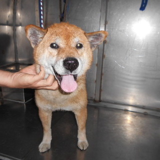 殺処分対象です