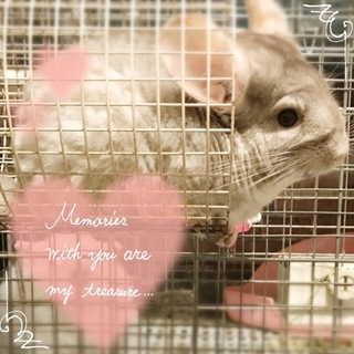 チンチラ里親様募集 